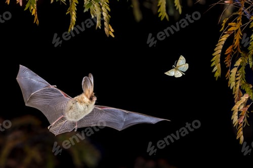 Preview: Brown Long-Eared Bat catching Moth in Forest Environment