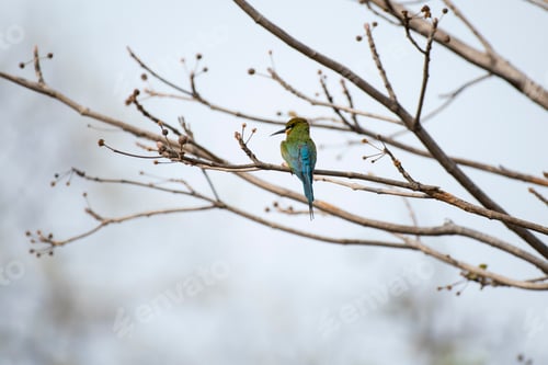 Preview: Colorful Bird Perched on a Bare Tree Branch