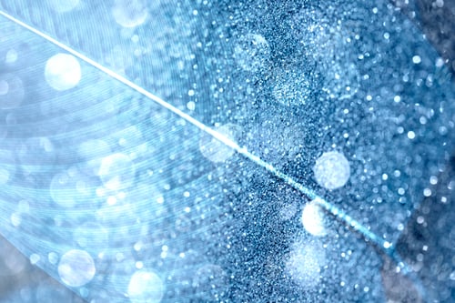 Preview: Calathea lutea leaf macro shot background