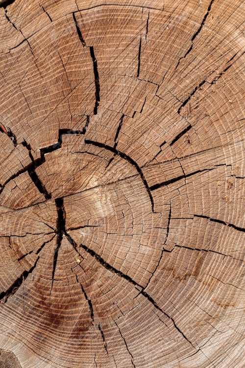 Preview: Texture of cut old tree stump with annual rings and cracks. Wooden texture