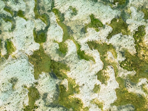 Preview: Aerial view of limestone flats with green algae patches forms earthy abstract map