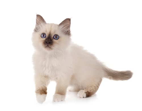 Preview: birman kitten in studio