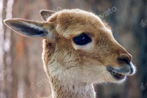 Preview: Cute little vicuna (Lama vicugna) at a farm close up