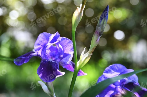 Preview: Purple Blue Iris flower in bloom