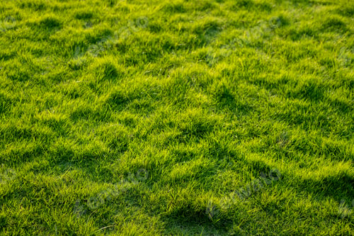 Preview: the grass