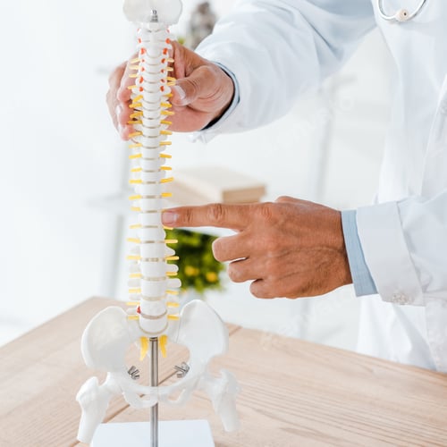 Preview: cropped view of doctor pointing with finger at spine model in clinic