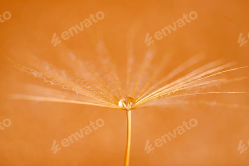 Preview: Macro shot of dandelion with droplets