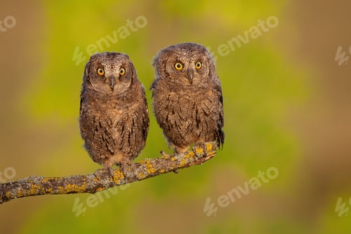 Preview: Siblings of eurasian scops owl sitting united on in spring with green background