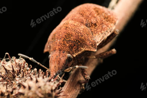Preview: true bugs (heteroptera, hemiptera)