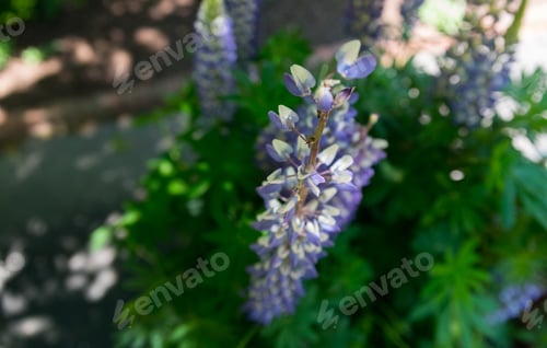 Preview: Beautiful Flowers In A Botanic Garden On A Bright Spring Day