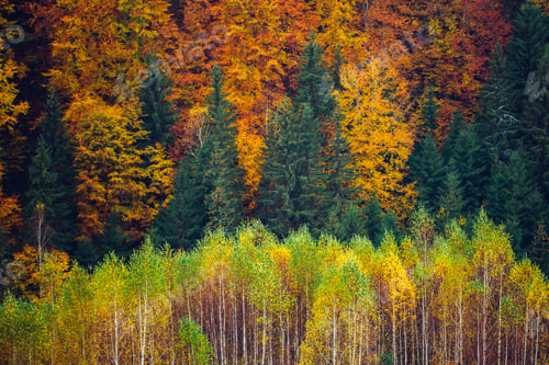 Preview: Abstract background of autumn colorful trees.