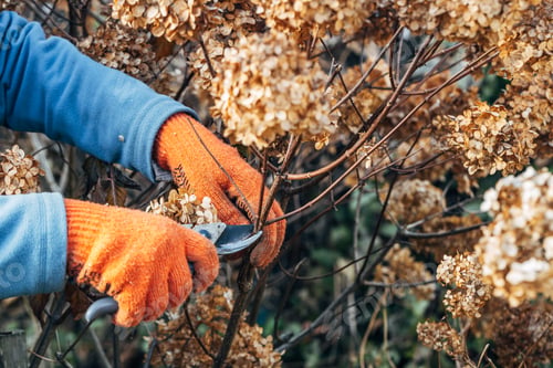 Preview: A gardener wearing gloves trims wilted hydrangea flowers before winter