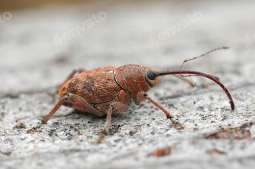 Preview: Closeup on a small European carpophagus weevil beetle, Curculio glandium sitting on wood