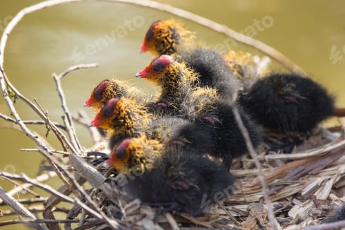 Preview: Baby Coots