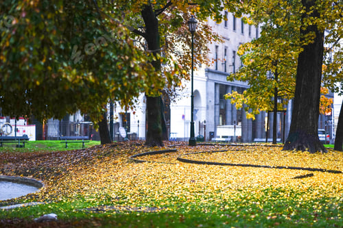 Preview: autumn in the city park with yellow leaves