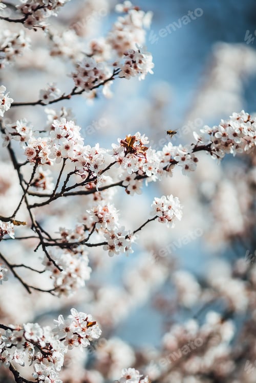 Preview: Beautiful close-up shot of a cherry tree blossom