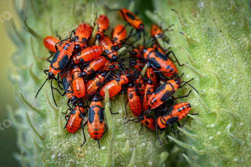 Preview: Top view of red and black bugs gathering on a milkweed pod in nature