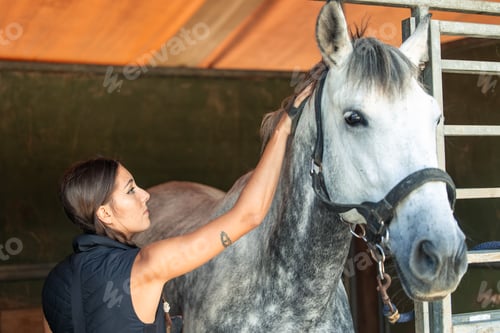 Preview: closeup young equestrian woman grooming her horse in the stable after training