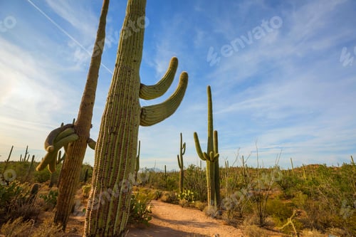 Preview: Cactus