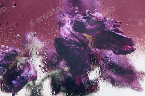 Preview: Faded tulips through the glass with rain drops