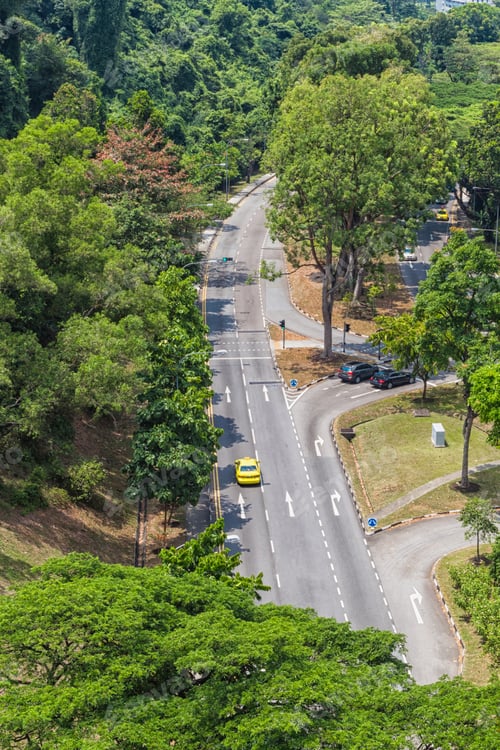 Preview: asphalt road in the middle of the jungle