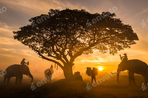 Preview: Elephants at sunrise in Thailand
