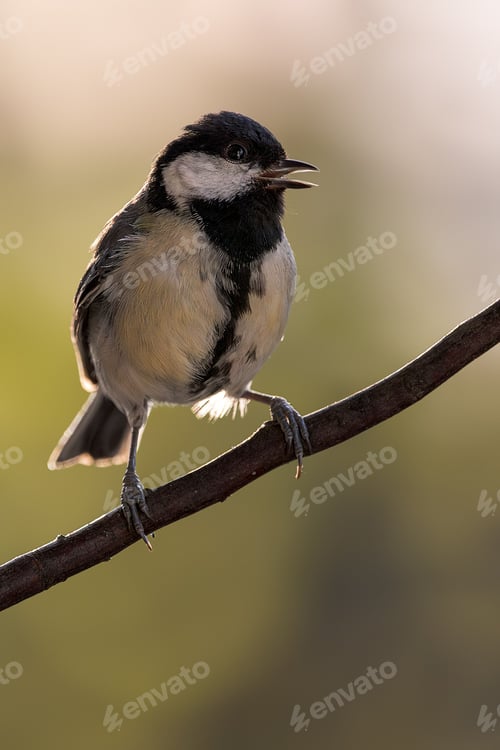 Preview: Small Hybrid Tit perched on a thin branch in a natural outdoor setting
