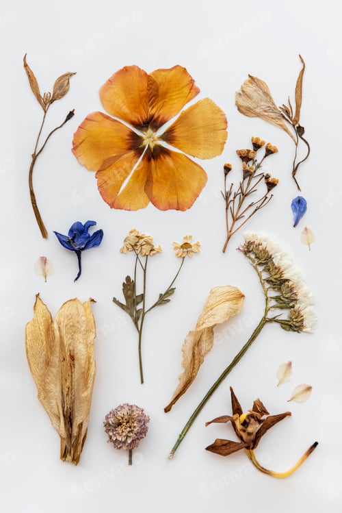 Preview: Dried flowers collection on a white background
