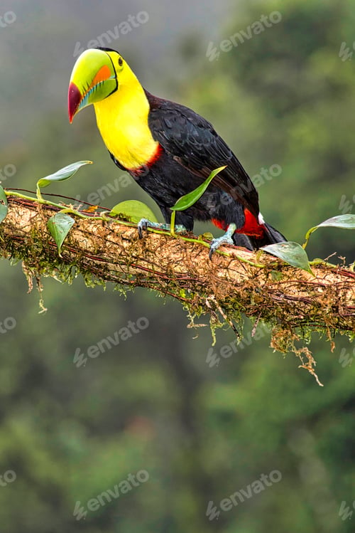 Preview: Keel-billed Toucan, Sulfur-breasted Toucan, Rainbow-billed Toucan, Tropical Rainforest, Costa Rica