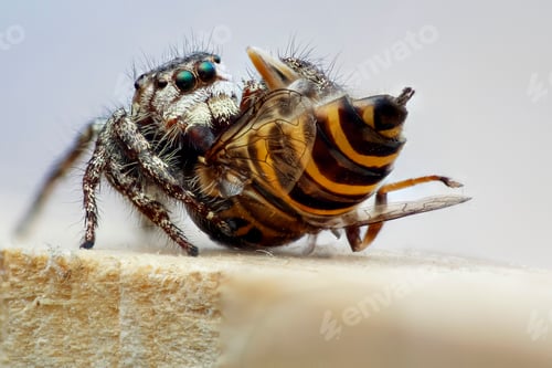 Preview: spider