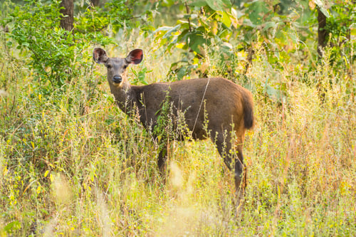 Preview: Deer or chital in National Park forest, India.