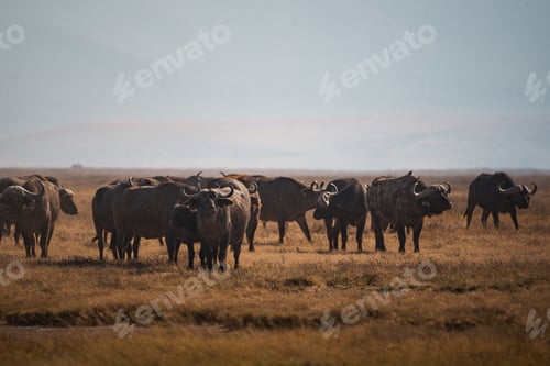 Preview: Herd of african buffaloes grazing in ngorongoro crater, tanzania
