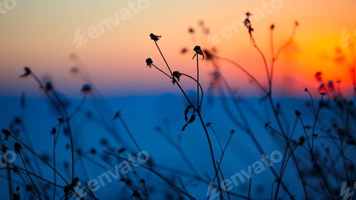 Preview: silhouette of dried flowers and plants on a background sunset