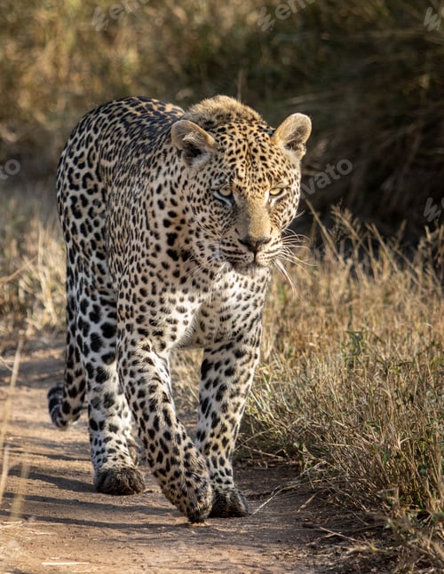 Preview: A male leopard, Panthera pardus, walks along a sand path, looking out of frame