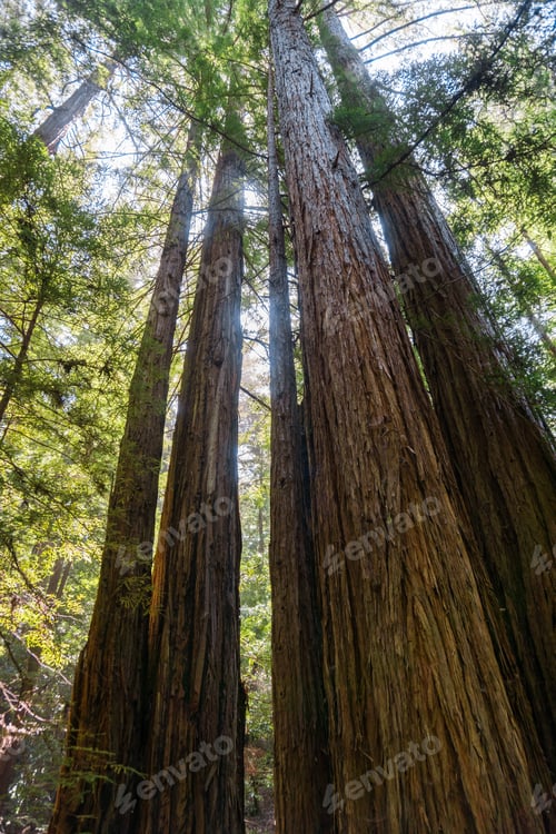 Preview: Redwood forest, Pescadero Creek County Park, San Francisco bay, California