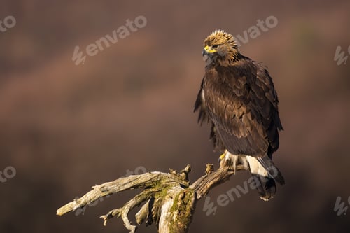 Preview: Golden eagle sitting on a treetop on a sunny winter day with copy space