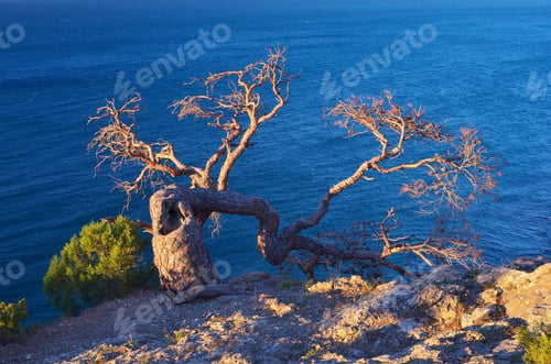 Preview: Old tree on a rock by the sea