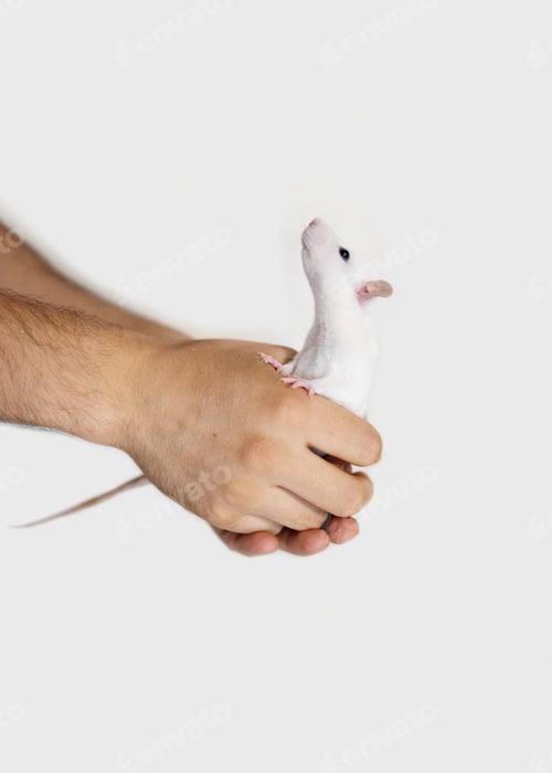 Preview: man holds a pet rat in his hand on white background