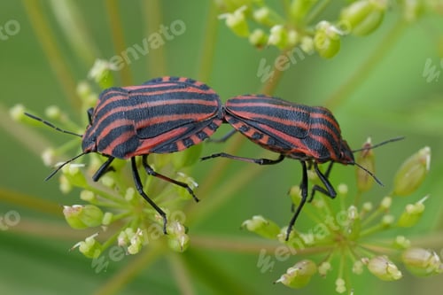 Preview: Closeup on a mating pair of colorful black and red striped shieldbugs, Graphosoma italicum