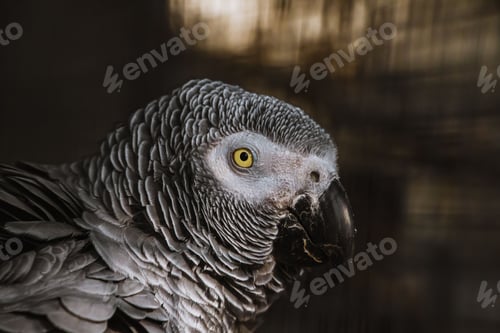 Preview: Grey parrot perched on top of a metal chain link fence