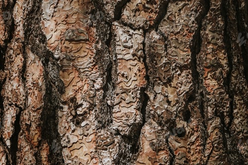 Preview: Bark of a tree
