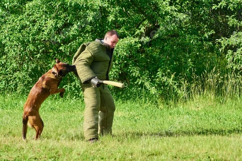 Preview: The dog is suddenly attacking the man.