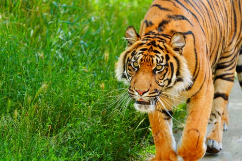 Preview: Majestic and Powerful Striking Tiger Roaming Freely in Its Natural Habitat in the Wild