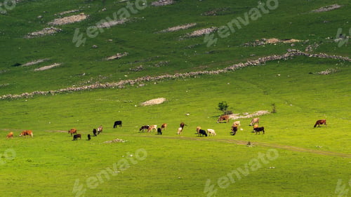 Preview: Cows graze in a high mountain green meadow
