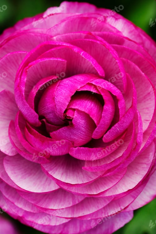 Preview: Close up of a rose flower, furled pink petals.