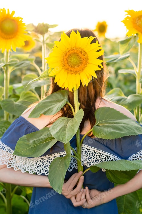 Vorschau: Schöne junge Frau in einem Feld von Sonnenblumen, Blick von hinten.