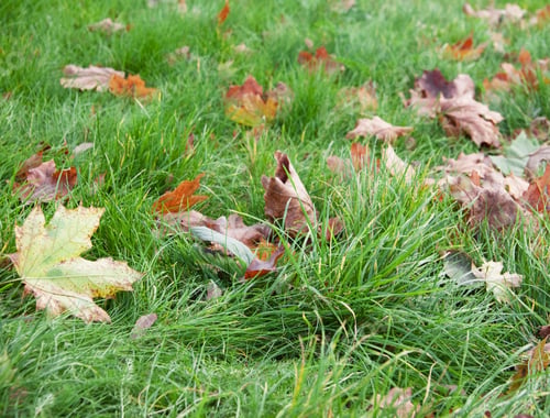Preview: Dry leaves in grass