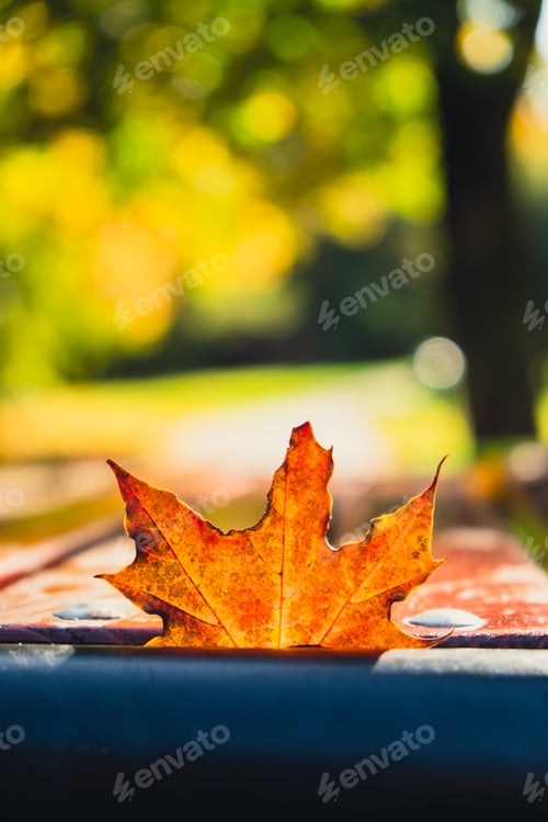 Preview: Colorful falling autumn leaves in wooden bench. View through the autumn foliage in park forest