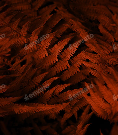 Preview: Fern plant. Apricot leaves color background. Nature texture.