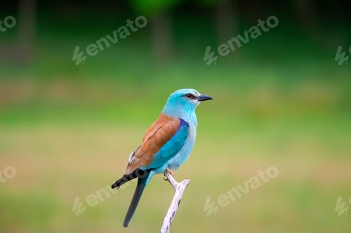 Preview: European roller (Coracias garrulus) bird.